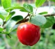 Acerola Cherry Extract